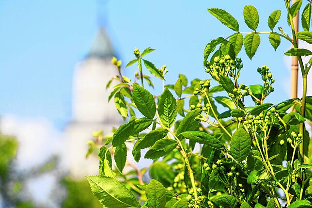 Die Rose „Perennial Rosali“ ist noch nicht in der Blüte, man kann aber schon erkennen, dass sie sehr viele Blüten haben wird ...