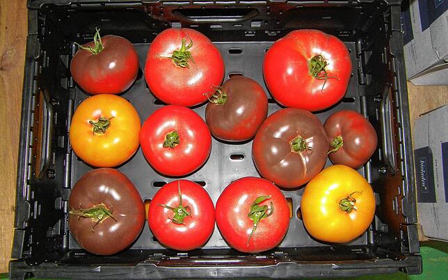 Ein Reichenauer Gärtner-Betrieb baut nun auch diese bunten Fleischtomaten an und erweitert die ohnehin schon große Palette an Tomatensorten.