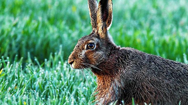 Bild : Ein in der Nähe von Wahlwies tot aufgefundener Hase ist an Hasenpest gestorben
