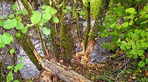Inzwischen gibt es im Umweltamt des Landkreises Waldshut einen eigenen hauptamtlichen Bibermanager, unser Bild zeigt Spuren eines Bibers ...