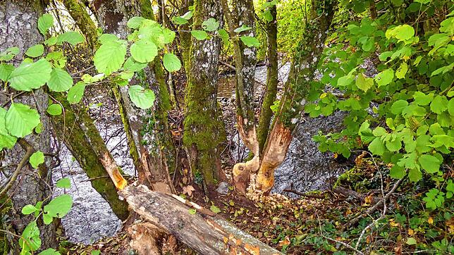 Inzwischen gibt es im Umweltamt des Landkreises Waldshut einen eigenen hauptamtlichen Bibermanager, unser Bild zeigt Spuren eines Bibers ...