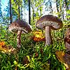 Pilzsammler müssen nicht zwingend bis zum Herbst warten: Birkenpilze gehören zu den Sorten, die bereits im Spätsommer zu finden sind.