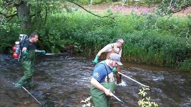 Gewässerwart Michael Gut und sein Team untersucht an der Brigach im Groppertal den Fischbestand. Leider waren die Ergebnisse erschreckend.