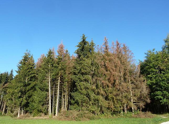 Rote, tote Fichten: Der Borkenkäfer hat ganze Arbeit geleistet, wie hier auf dem Bild aus dem Landkreis zu sehen. Auch in ...