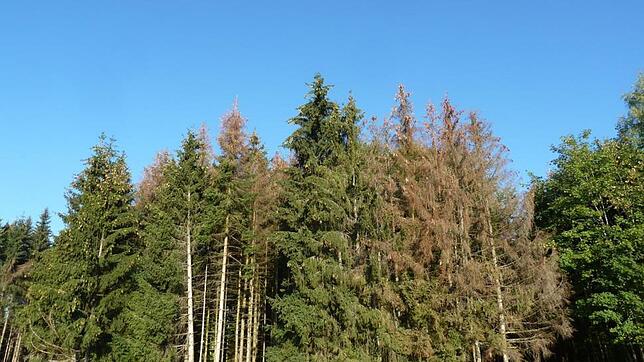 Rote, tote Fichten: Der Borkenkäfer hat ganze Arbeit geleistet, wie hier auf dem Bild aus dem Landkreis zu sehen. Auch in ...