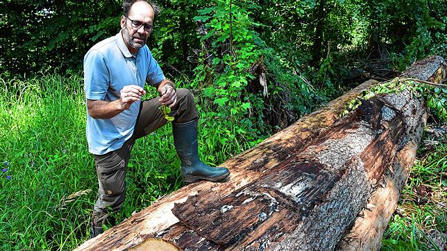 Matthias Schenkl, Förster im markgräflichen Wald, an Baumstämmen, die auf den Abtransport warten. Die Stämme sind vom Borkenkäfer befallen.