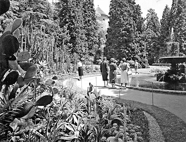 Der Stadtgarten in den 1950er-Jahren. Im Vordergrund ist die Kakteen-Sammlung, im Hintergrund wachsen die Lebensbäume.