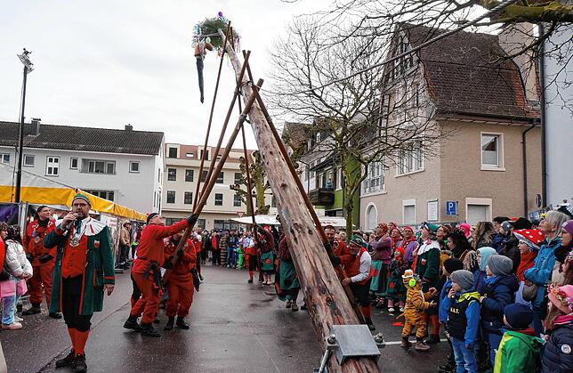 Mit Manneskraft: Meter um Meter wird auf dem Marktplatz der rund 17 Meter lange Narrenbaum in den Tiengener Himmel gehievt, Zunftrat ...