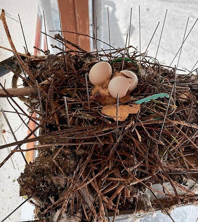 Inmitten von Spikes befindet sich ein Nest mit einem kleinen Küken, daneben liegt ein Blatt.