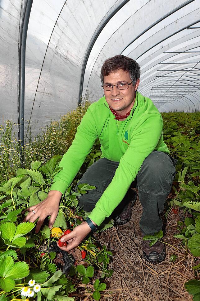 Florian Fuchs, Fuchshof-Chef, zeigt reife Erdbeeren im Folientunnel. Die Früchte aus dem Folientunnel-Anbau waren genügend geschützt, ...