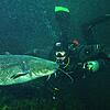 Ein Wels aus einer Bodensee-Höhle zwischen Rorschach und Goldach ist vielen Tauchern bekannt. Die Raubfische breiten sich zunehmend im ...