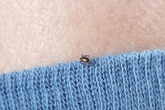 Zecken sind – wie hier auf einem Wollpulli – oft schwer zu entdecken.