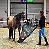 Bei der Pferd Bodensee gab es zahlreiche Vorführungen.