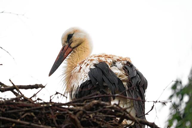Der SÜDKURIER-Storch „Sunny“ kurz nach der Besenderung. Hier sieht man auf dem Rücken die Antennen sowie einen Teil des Senders.