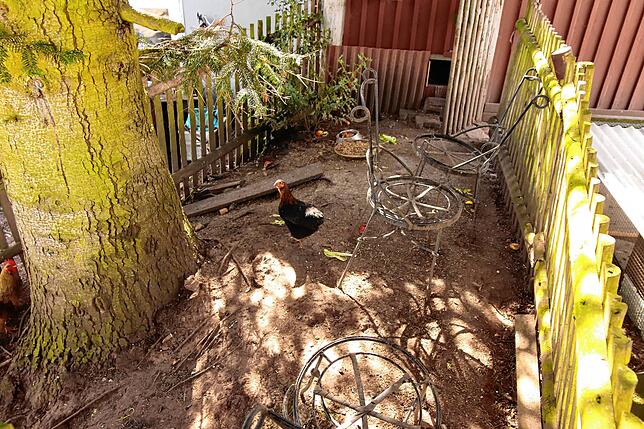Stall und eingezäunter Auslauf der Hühner im Garten von Elke Pfau. Sie sagt, für den Stall braucht es nicht besonders viel. Tagsüber ...