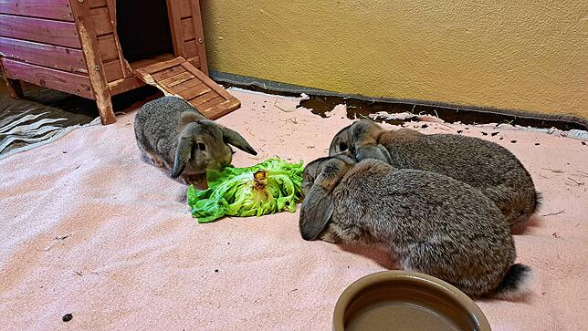 Die Tierpflegerinnen im Kreistierheim kümmern sich nicht nur um Hunde und Katzen. Unter anderem wachsen hier aktuell auch drei junge ...