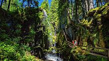 Der Albsteig Schwarzwald führt auf 83 Kilometern entlang der sprudelnden Alb. Die Wanderung führt von Albbruck zu den Quellen am ...