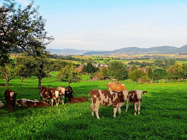Idylle Rechberg: Glückliche Kühe in schöner Landschaft. Bild: Silvia Rutschmann