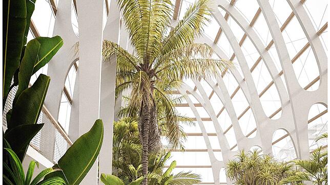 Bild : Wie die Mainau 2040 aussehen soll: Ist das der Blick ins Palmenhaus der Zukunft?