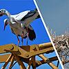 Zwei Weißstörche haben sich das Büdingen-Areal in Konstanz als Nistplatz ausgesucht.