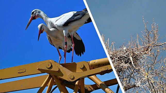 Zwei Weißstörche haben sich das Büdingen-Areal in Konstanz als Nistplatz ausgesucht.