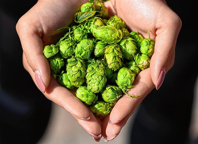 Hopfendolden sind die Früchte der meterhohen Hopfenpflanze.