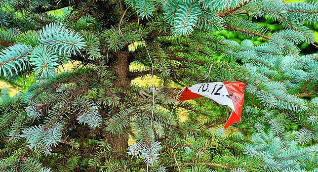 Dieser Baum auf der Plantage wurde bereits im Juli markiert, dass er am 10. Dezember abgeholt wird.