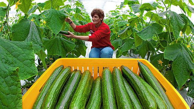 Ganz gerade Gurken. Dabei wurde der vorgeschriebene Krümmungsgrad längst abgeschafft.