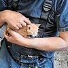 Eines der geretteten Katzenbabies.