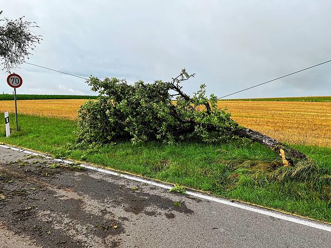 Ein Baum liegt in der Stromleitung.
