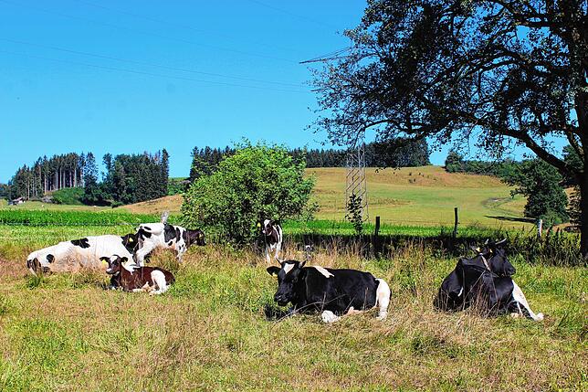 Auf dem Hottenlocher Hof bleiben die Kälbchen lange bei ihren Müttern oder werden von Ammen mit Milch versorgt.