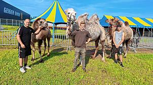 Auch Kamele werden im Zirkus Sperlich zu sehen sein. Zum Familienbetrieb gehören Manolito (links), seine Brüder Maickel und Denny.