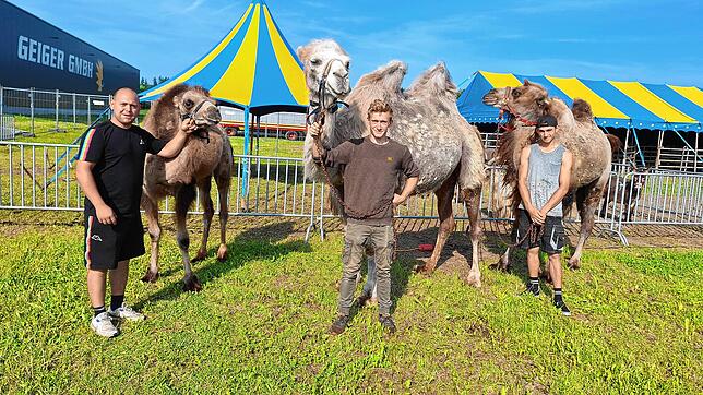 Auch Kamele werden im Zirkus Sperlich zu sehen sein. Zum Familienbetrieb gehören Manolito (links), seine Brüder Maickel und Denny.