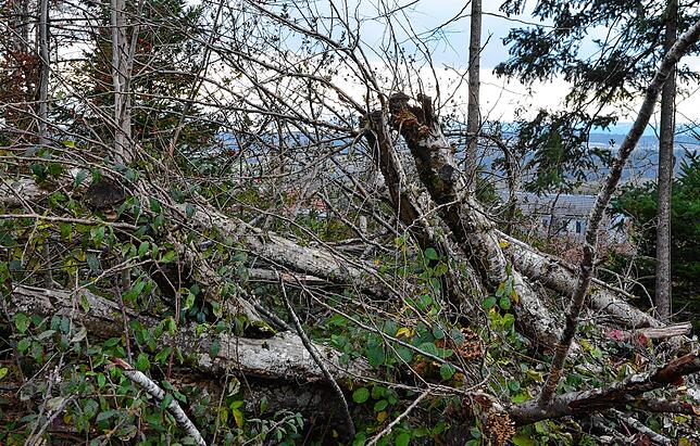 Abseits von Wanderwegen besteht keine Verkehrssicherungspflicht. Sodass der Wald dort sich selbst überlassen bleibt – und sich deshalb ...