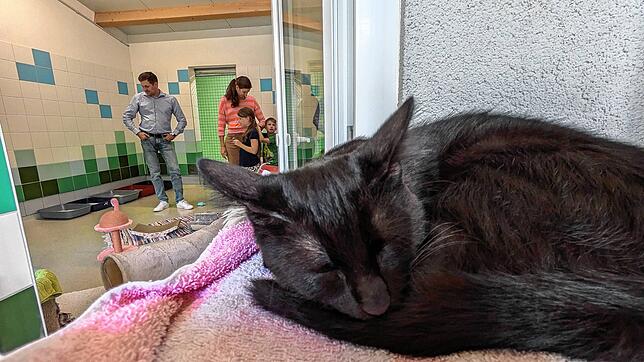 Eines der Kätzchen schläft unbeeindruckt im Tierheim Radolfzell, während Besuch da ist.
