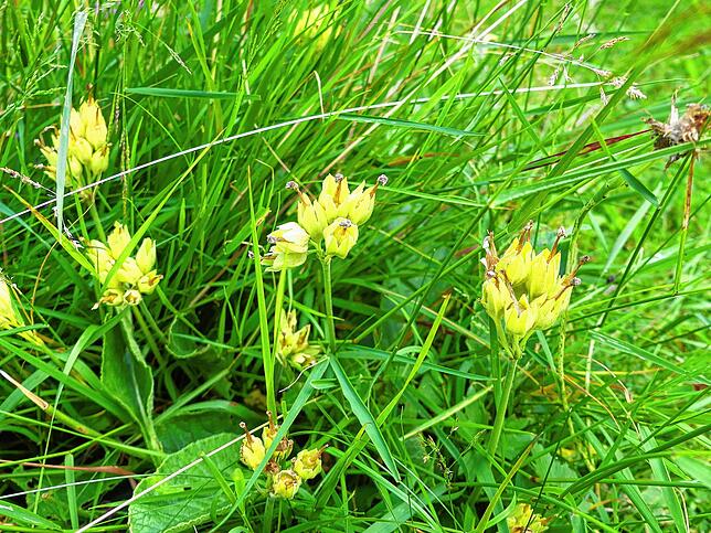 Die Schlüsselblume gehört mit weiteren 32 weiteren Planzen zu den Kennarten des artenreichen Grünlandes, die Grundlage für die Jury beim ...