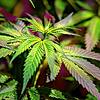 Cannabispflanzen wie auf diesem Symbolbild soll ein 18-Jähriger in einer Gartenhütte in Hohentengen gezüchtet haben.