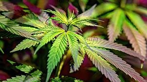 Cannabispflanzen wie auf diesem Symbolbild soll ein 18-Jähriger in einer Gartenhütte in Hohentengen gezüchtet haben.