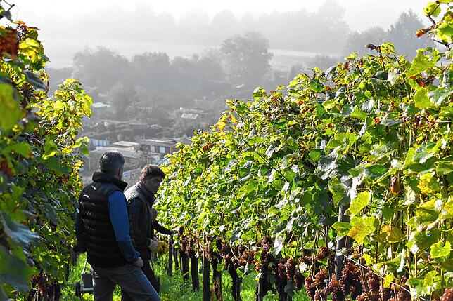 Das Weinbaugebiet zwischen Bermatingen und Markdorf ist vor allem im Herbst ein Blickfang. Das Thema Wein möchte TG-Geschäftsführerin ...