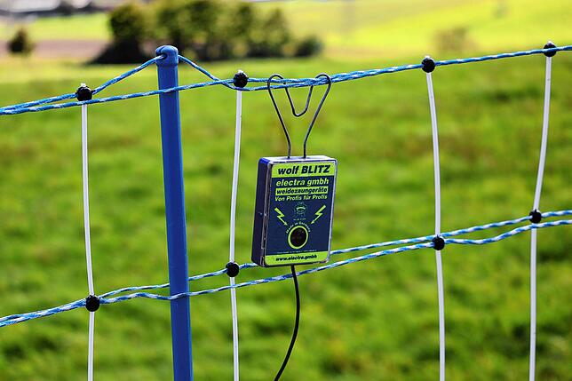 Die Schafe der Krainer Steinschafzucht in Tengen-Watterdingen werden mit einem Elektrozaun vor dem Wolf geschützt.