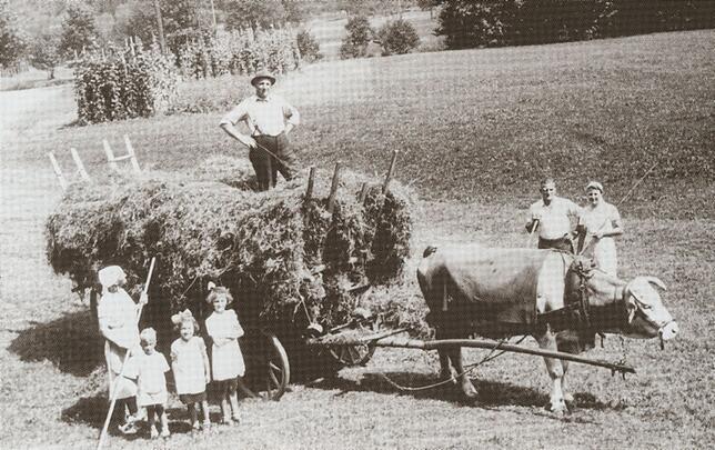 Wehrer Heuernte 1942: Anton Kohler und Maria Berger (rechts mit Peitsche) haben nur eine Kuh als Zugtier, während Kuhnes zwei Ochsen ...