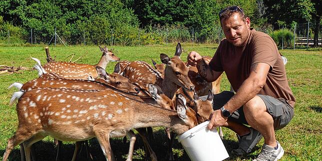 Christoph Voigt, Betriebsleiter des Wild- und Freizeitparks Allensbach, füttert die Tiere im Wildpark.