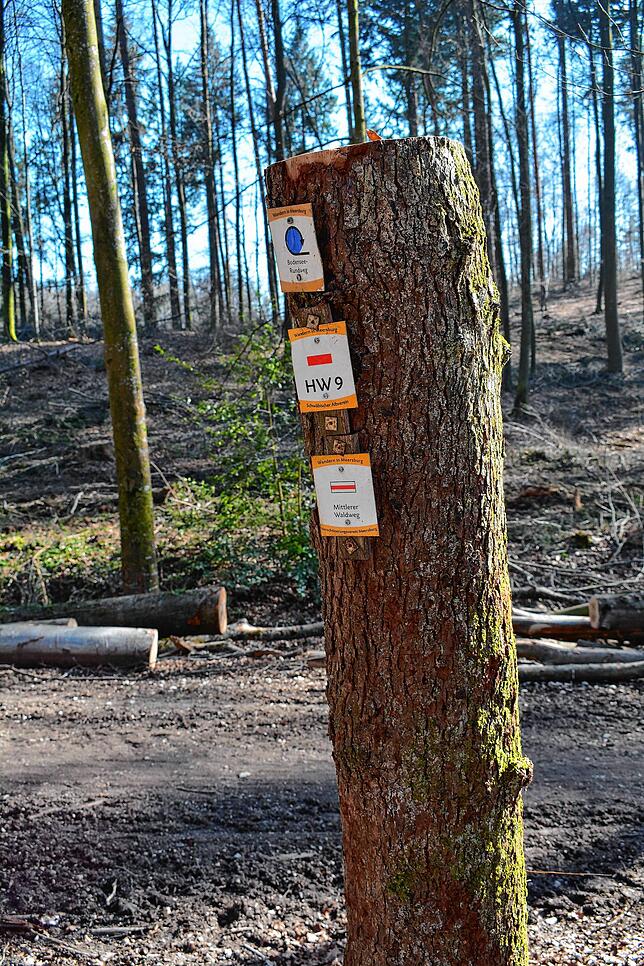 Im Zuge der Maßnahmen wurde auch dieser &bdquo;wegweisende&ldquo; Baum gekappt.