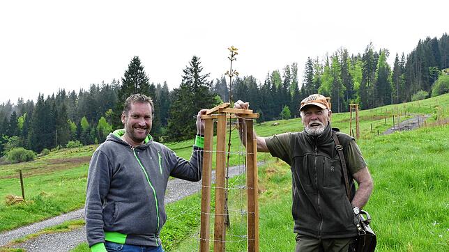 Anwohner des Gässlewaldwegs haben oberhalb ihrer Ansiedlung eine Allee aus Spitzahorn- und Wildkirschbäumen angelegt. Zwei der ...