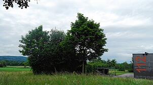 In Kluftern soll hinter der Brunnisachhalle und dem Feuerwehrgerätehaus eine Unterkunft für bis zu 50 Geflüchtete gebaut werden: Der ...