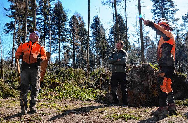 Bild 5: Wenn der Wald aufgeräumt wird: So laufen die Arbeiten im Gehau im Süden Markdorfs ab