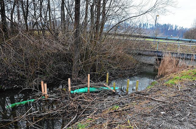 Der baut schon. Vor drei Jahren wurde der erste Damm beim Alten Weiher entdeckt.
