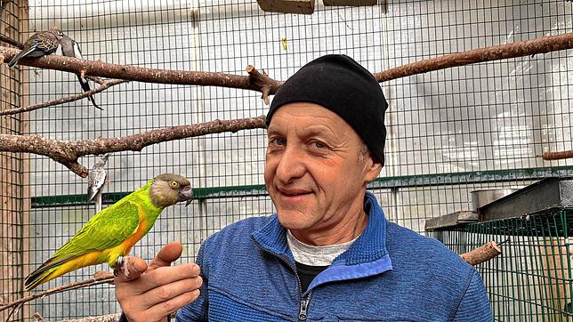 Auf Du und Du mit dem Papagei: Uli Weisser ist inzwischen Experte für die prächtigen Vögel. Rund 500 Exemplare leben in seinem ...