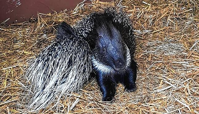 Das Stachelschwein ist nun wieder zu Hause in der Reutemühle.