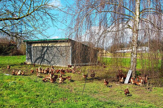 In drei Ställen leben und grasen rund 750 Hennen.